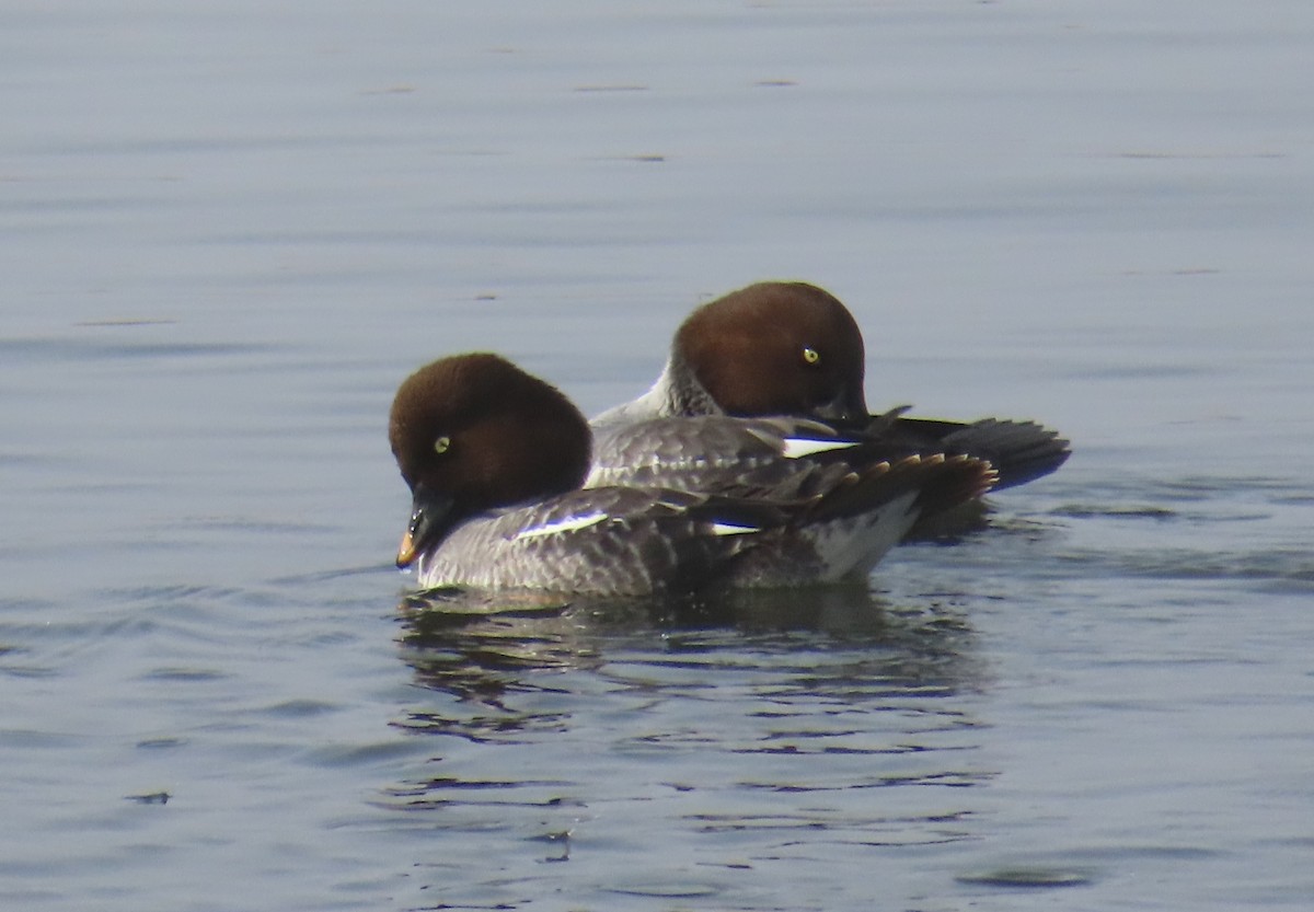 Garrot à oeil d'or - ML646879749