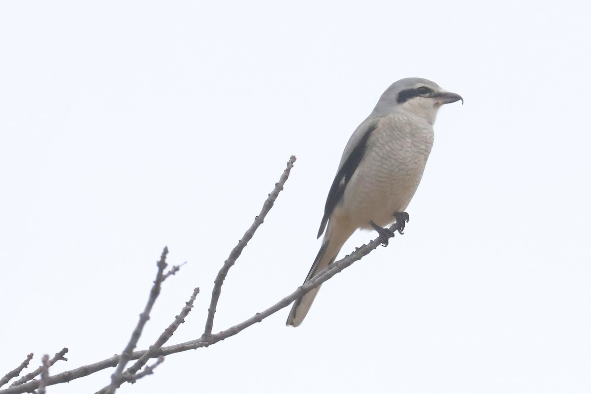 Antzandobi boreala - ML646879750