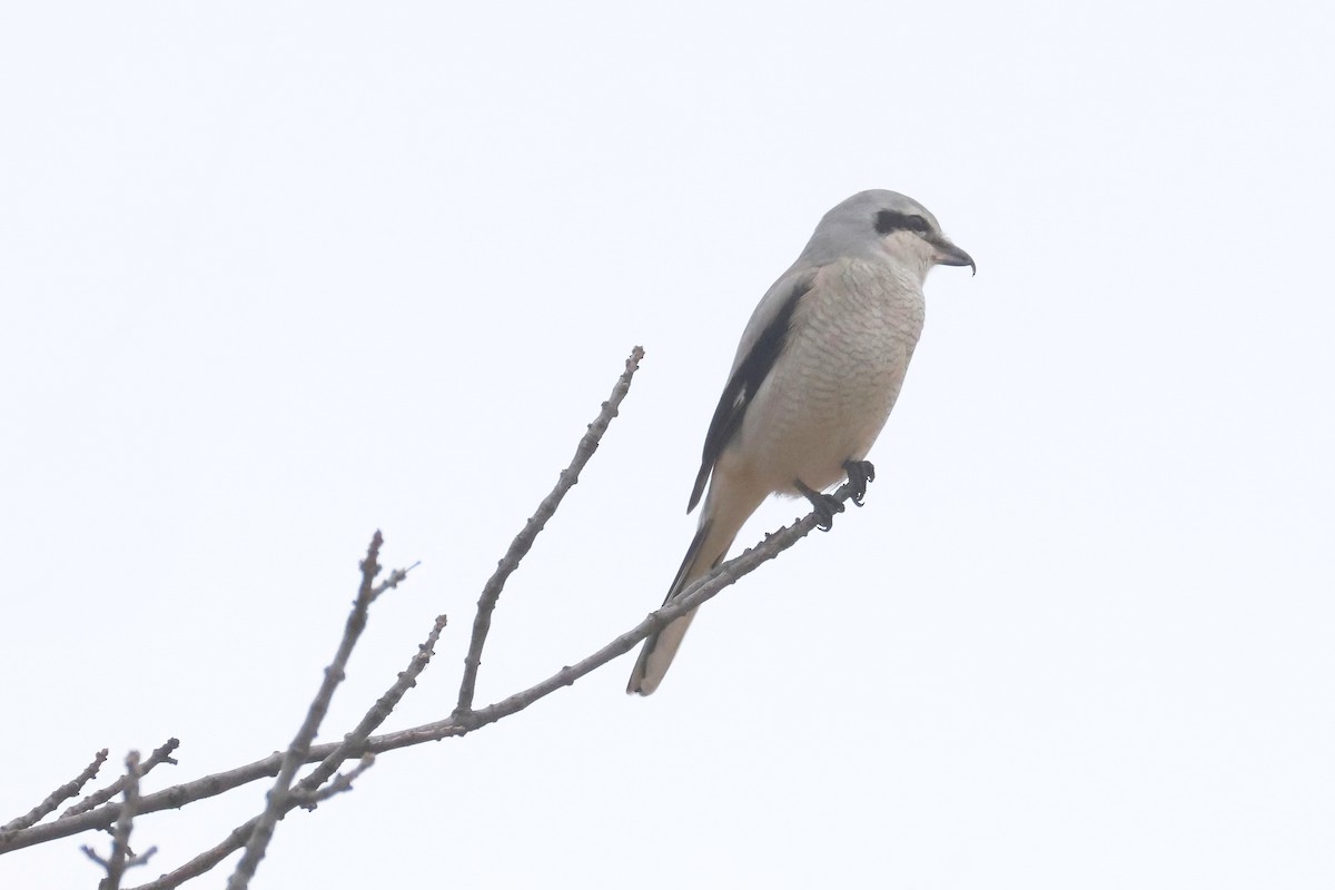 Antzandobi boreala - ML646879751