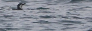 Guillemot marmette - ML646879758