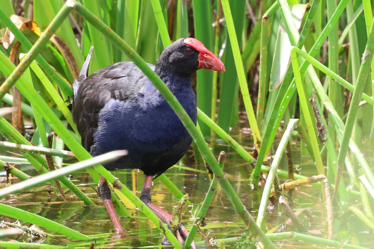 Австралийская султанка - ML646879761