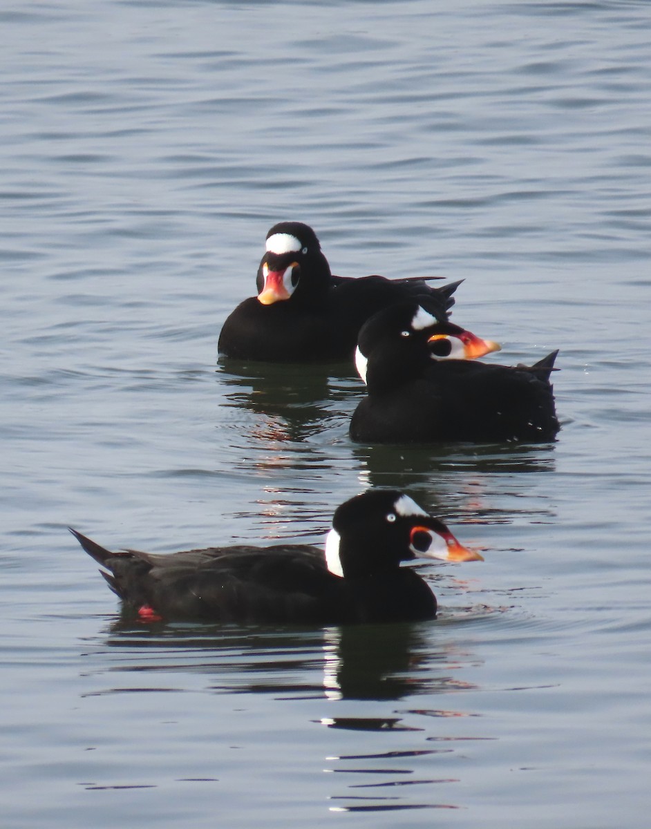 Macreuse à front blanc - ML646879762