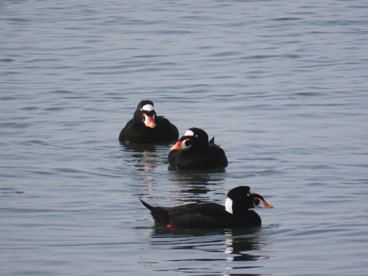 Macreuse à front blanc - ML646879763