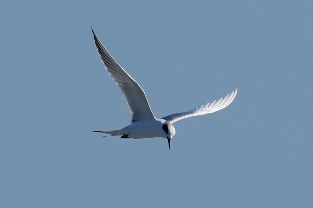 Черноухая крачка - ML646879773