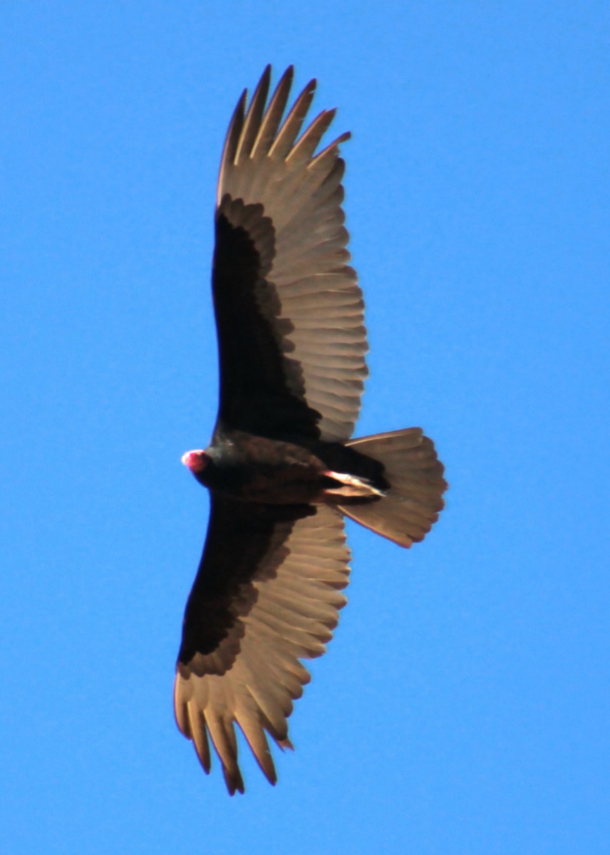 Turkey Vulture - ML646879774