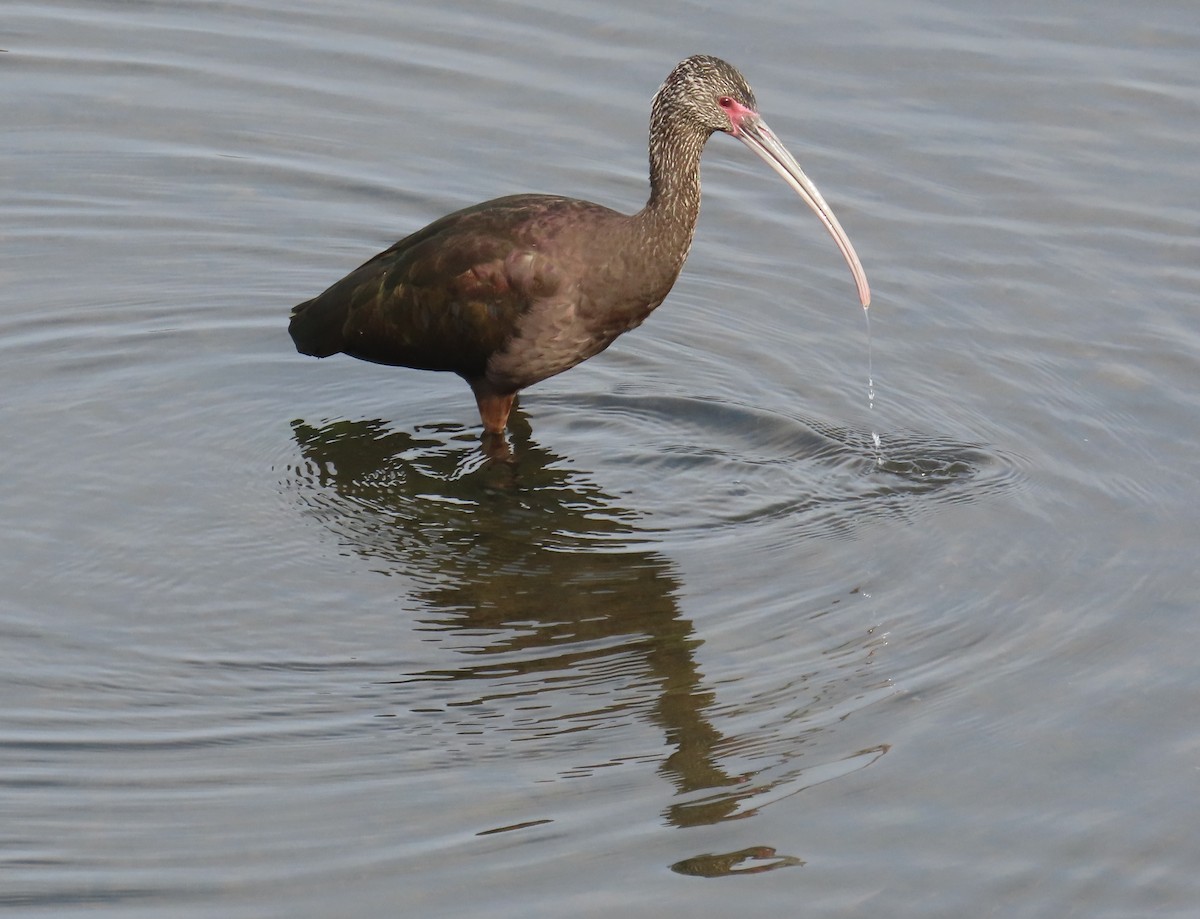 Ibis à face blanche - ML646879776