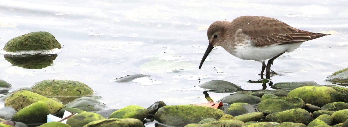 ハマシギ - ML646879781