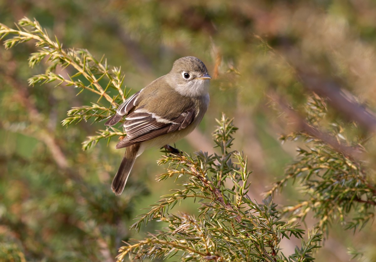 Least Flycatcher - ML646879787