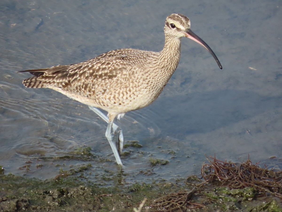 Courlis hudsonien - ML646879788