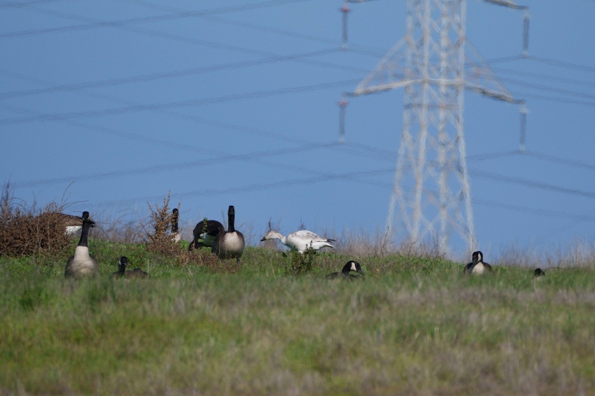 Белый гусь - ML646879789