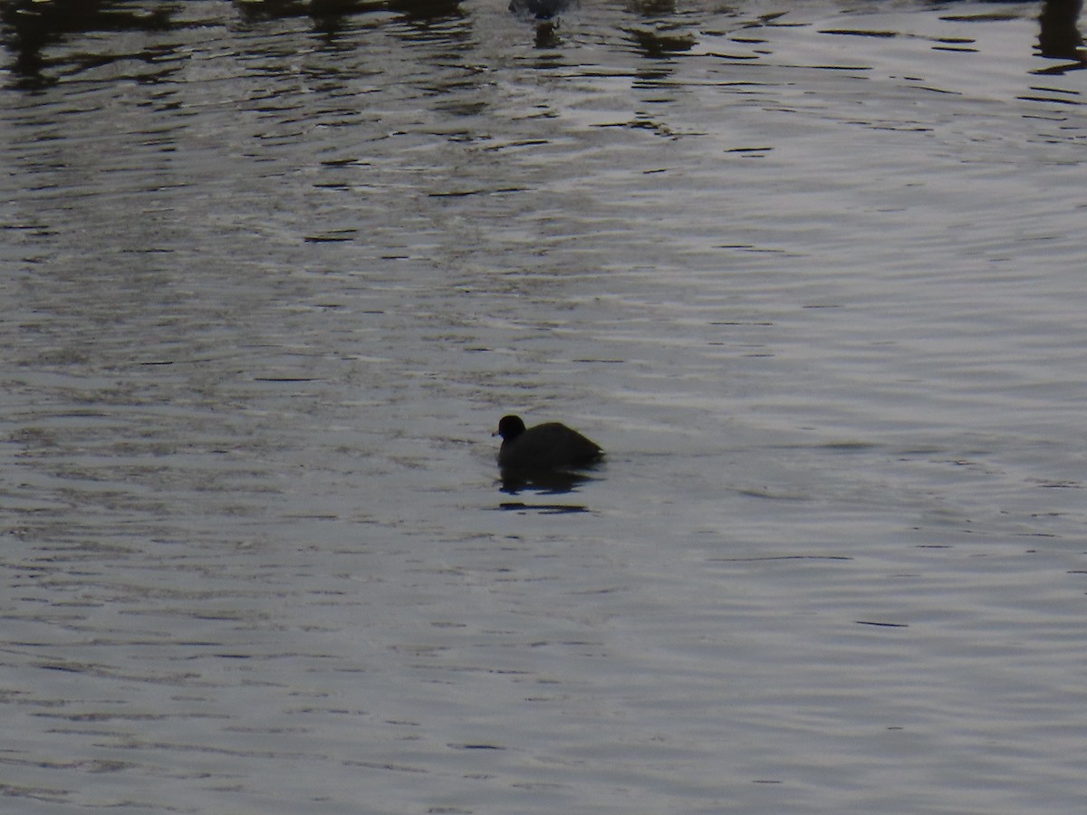 Лиска американська - ML646879790