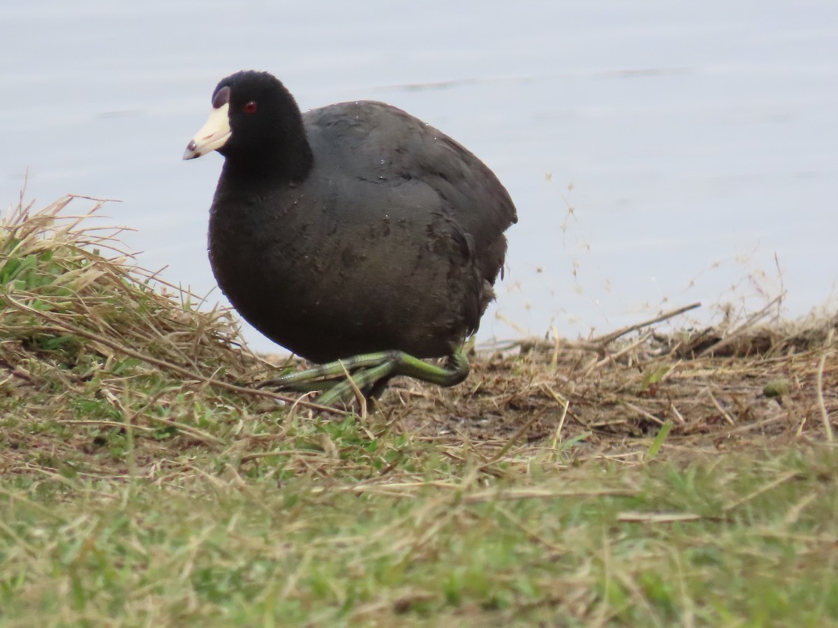 Лиска американська - ML646879791