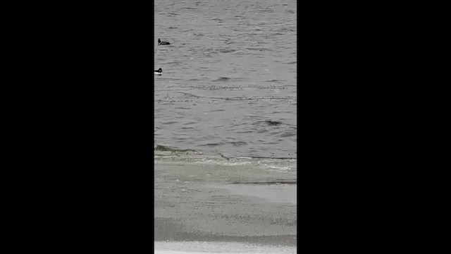 Common Goldeneye - ML646879792