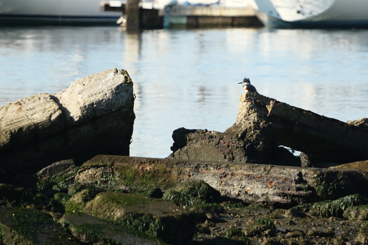 rybařík pruhoprsý - ML646879793