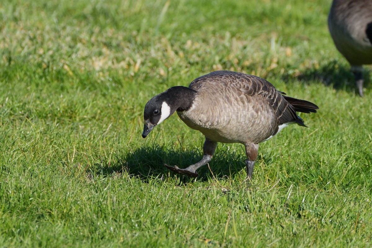 Малая канадская казарка (leucopareia) - ML646879800