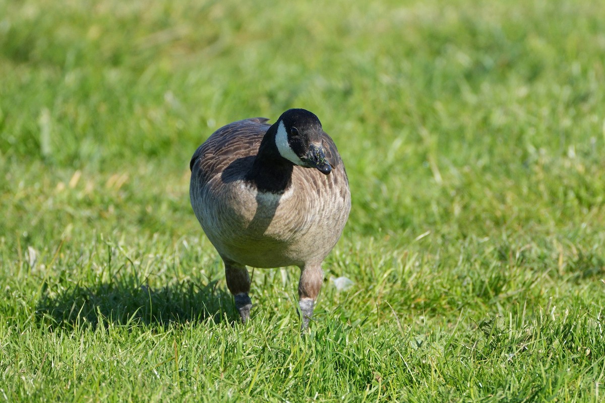 Малая канадская казарка (leucopareia) - ML646879801