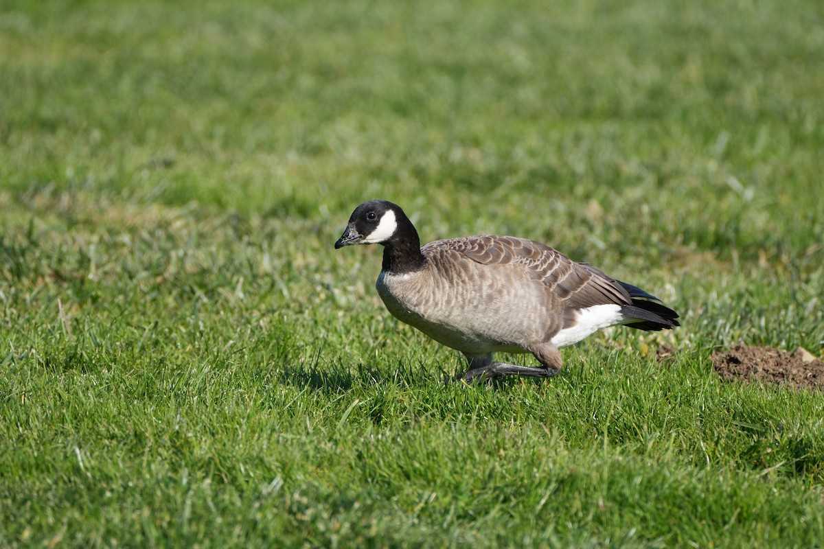 Малая канадская казарка (leucopareia) - ML646879802