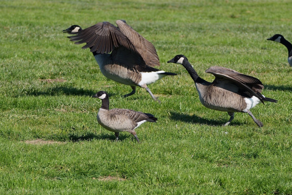 Малая канадская казарка (leucopareia) - ML646879803