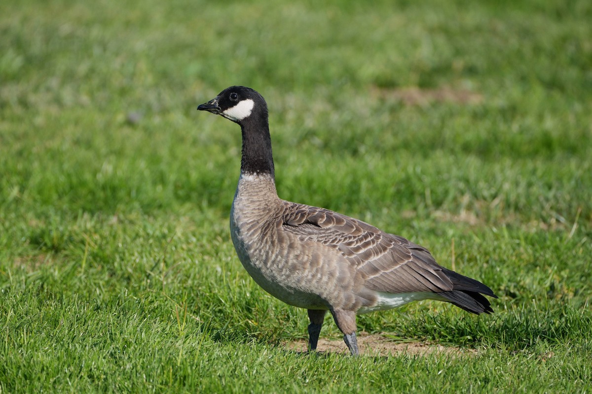 Малая канадская казарка (leucopareia) - ML646879804