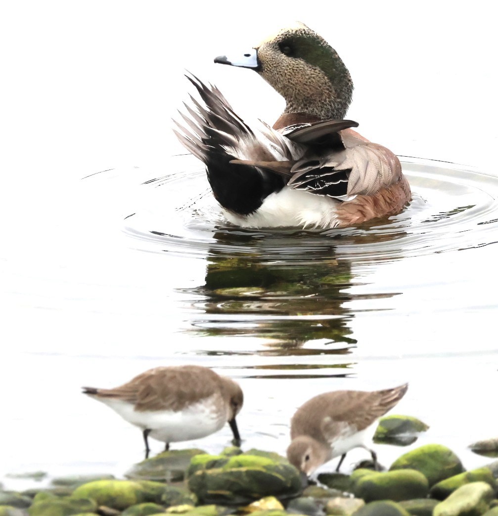 Fischione americano - ML646879805