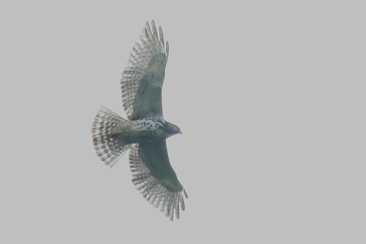 Broad-winged Hawk - ML646879806