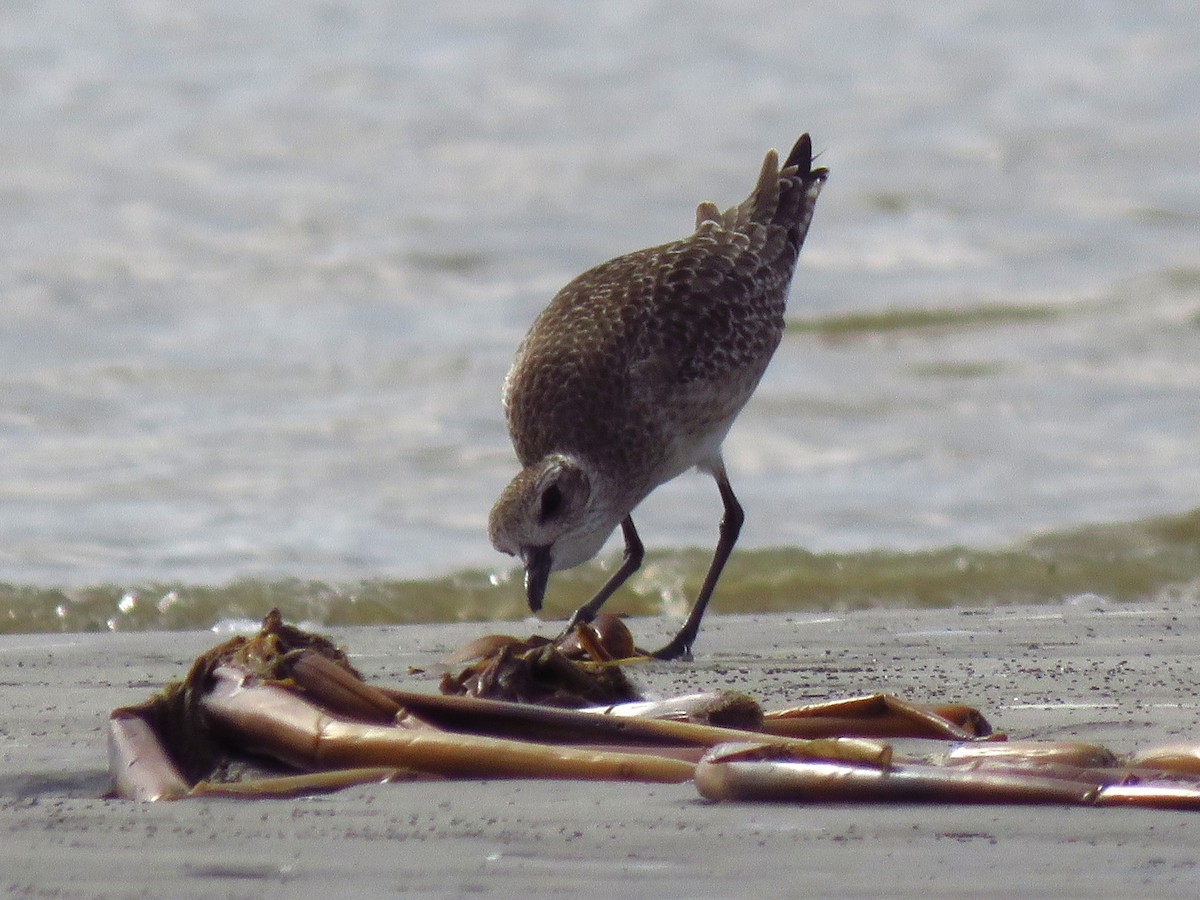 Txirri grisa - ML646879807