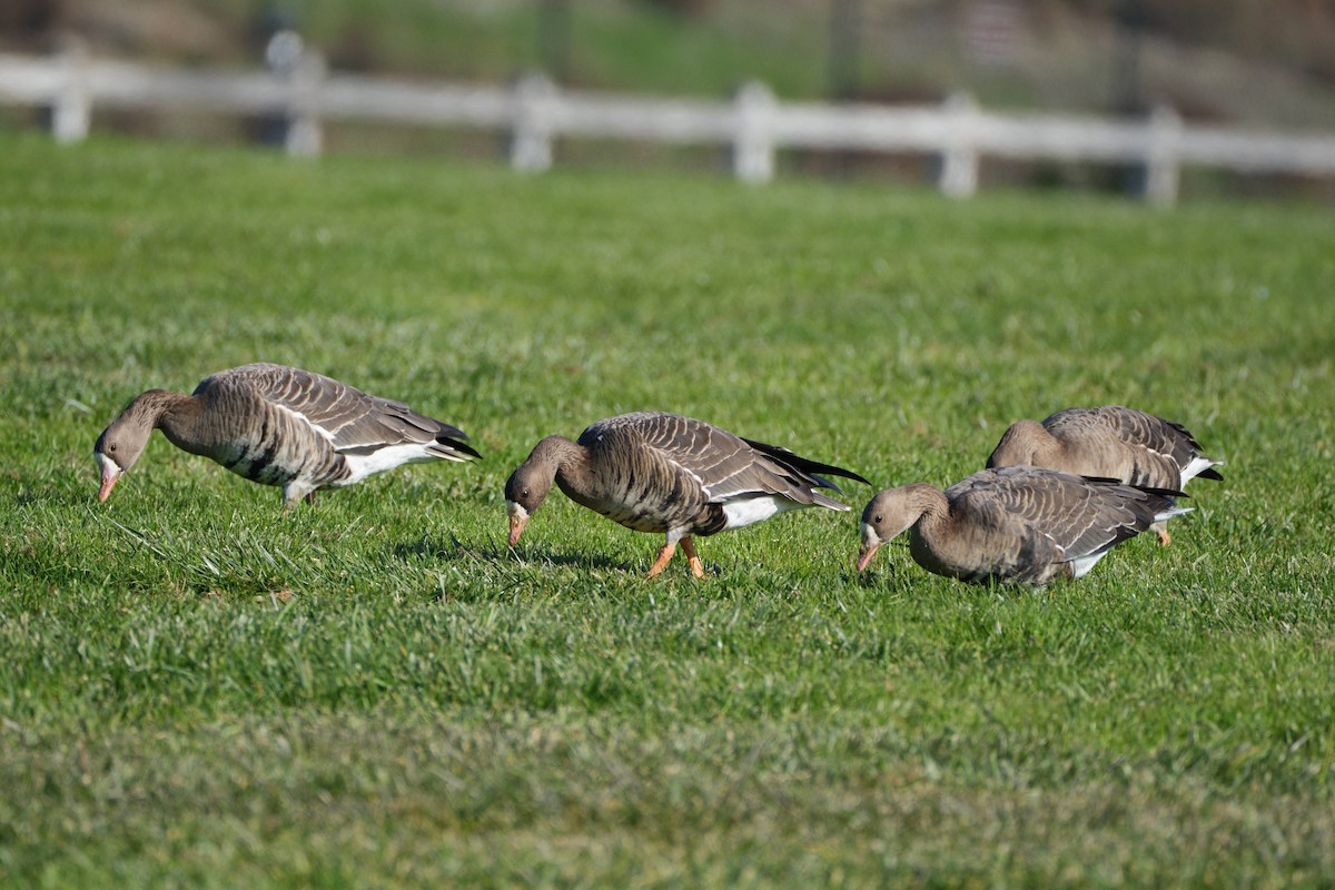 Белолобый гусь - ML646879808