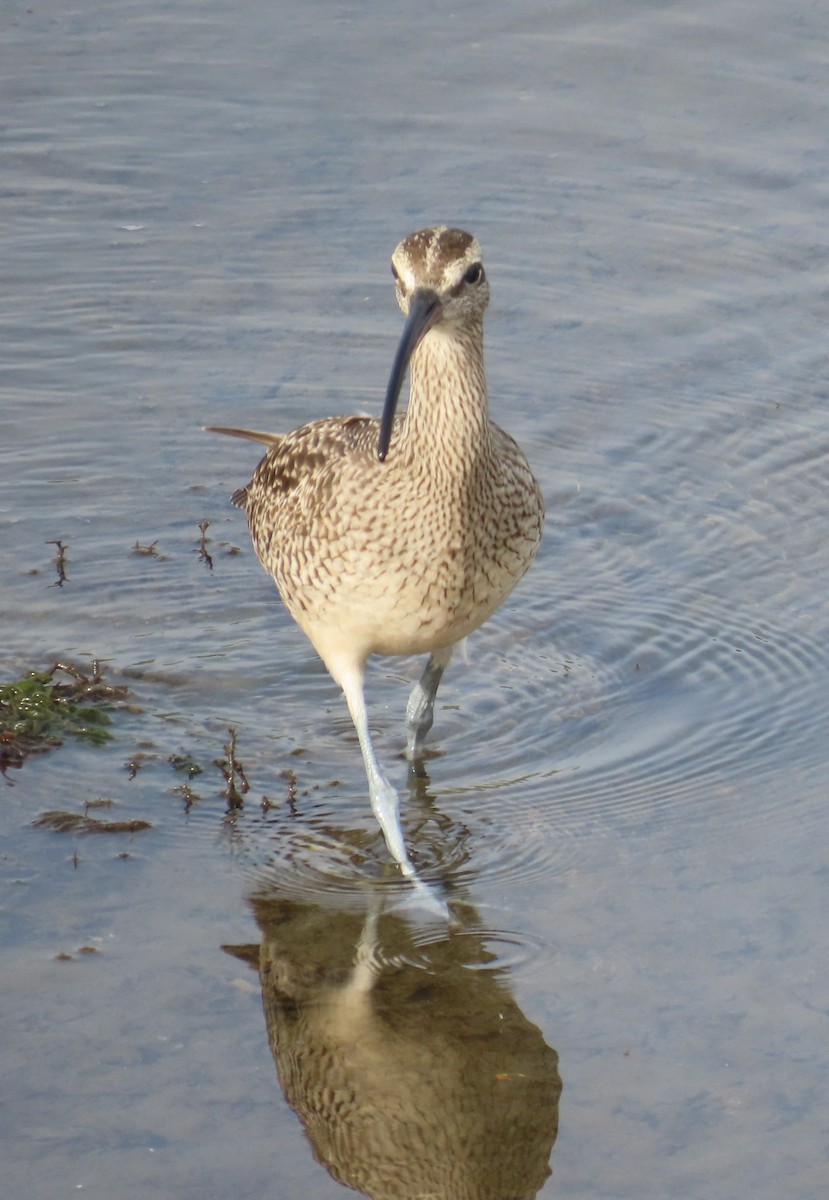 Courlis hudsonien - ML646879809