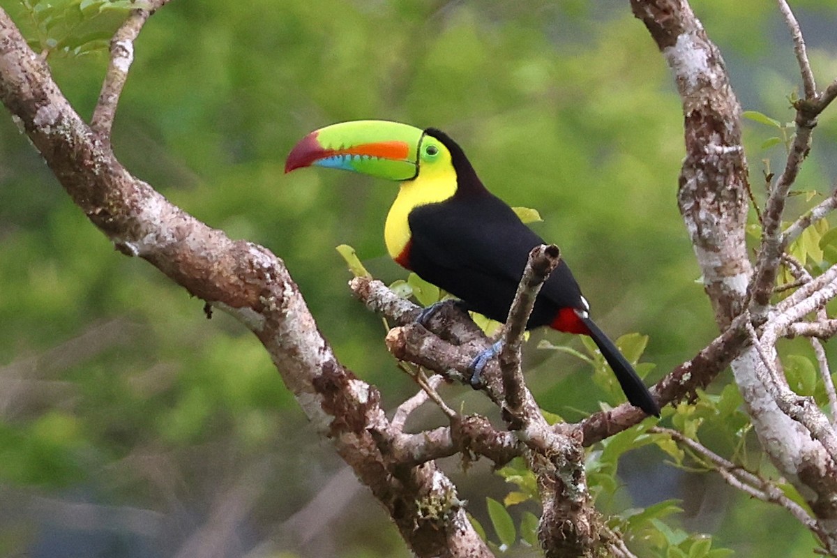 Тукан жовтогорлий - ML646879812