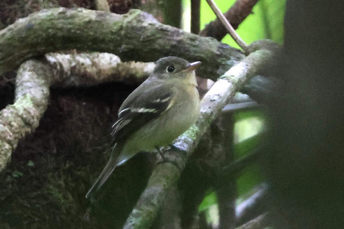 キバラメジロハエトリ - ML646879817