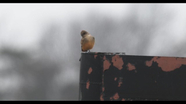 Say's Phoebe - ML646879818