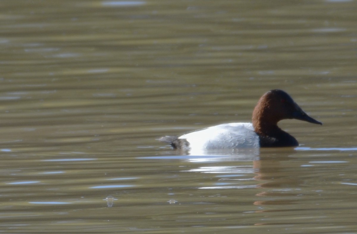Canvasback - ML646879834