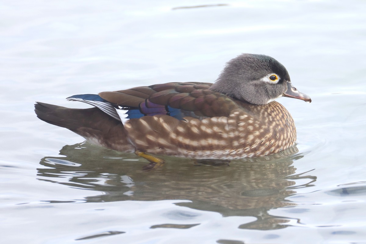 Canard branchu - ML646879836