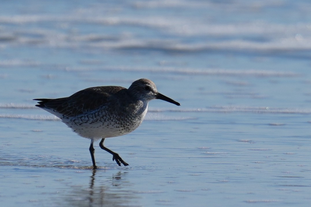 Исландский песочник - ML646879841