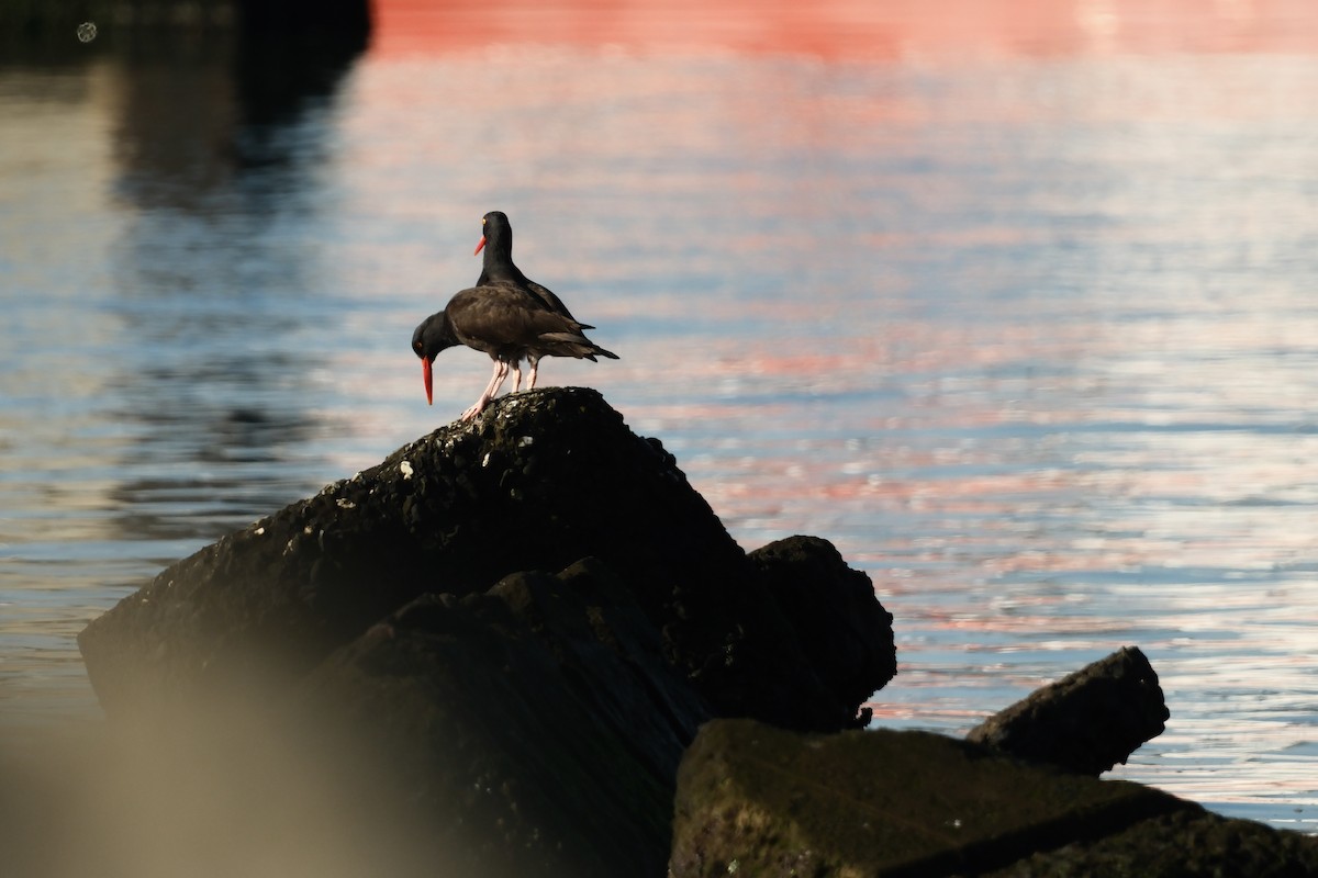 Black Oystercatcher - ML646879844