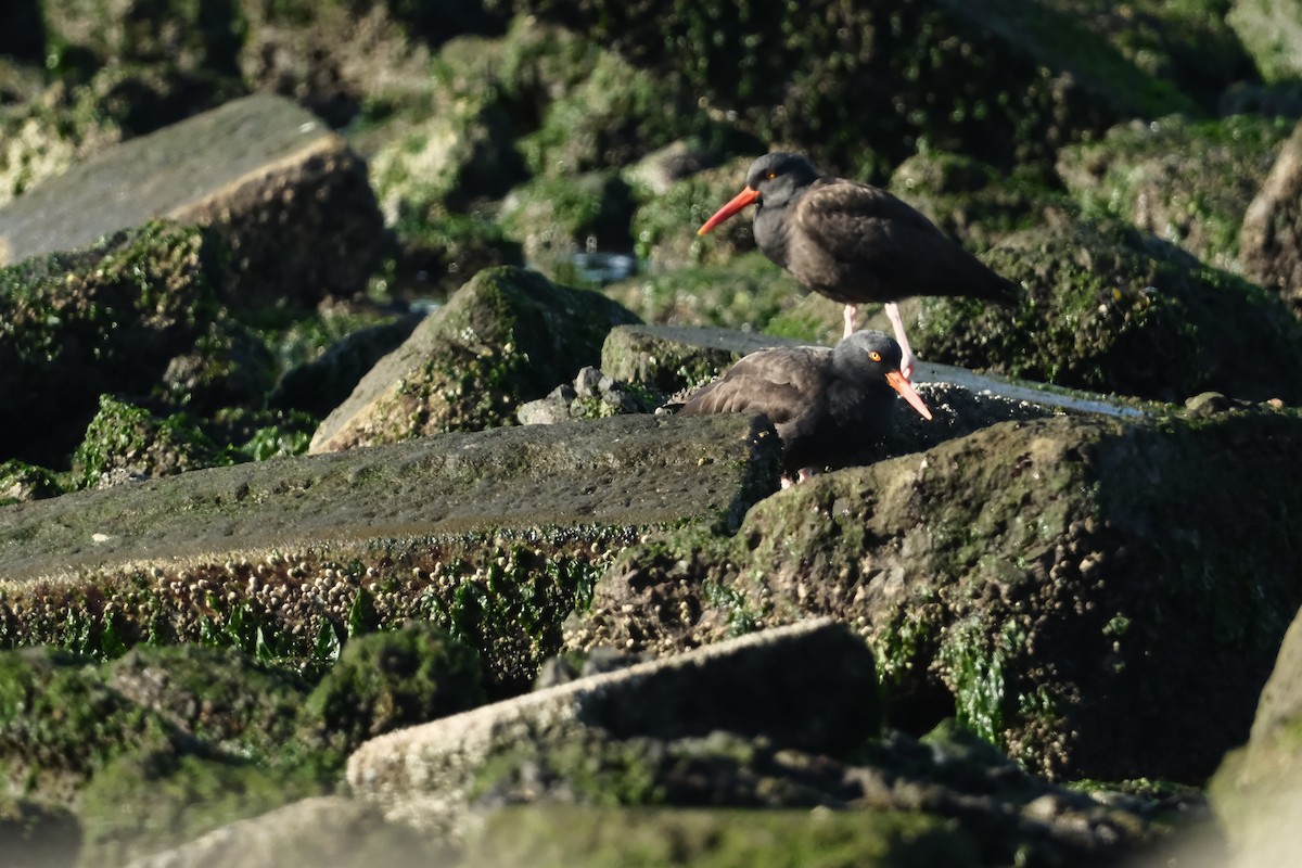 Black Oystercatcher - ML646879845