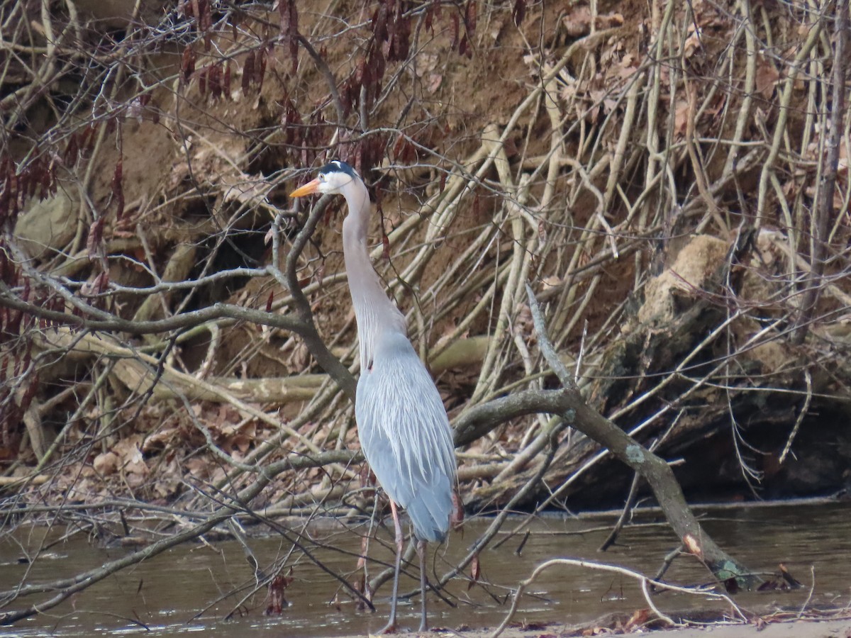 Great Blue Heron - ML646879846