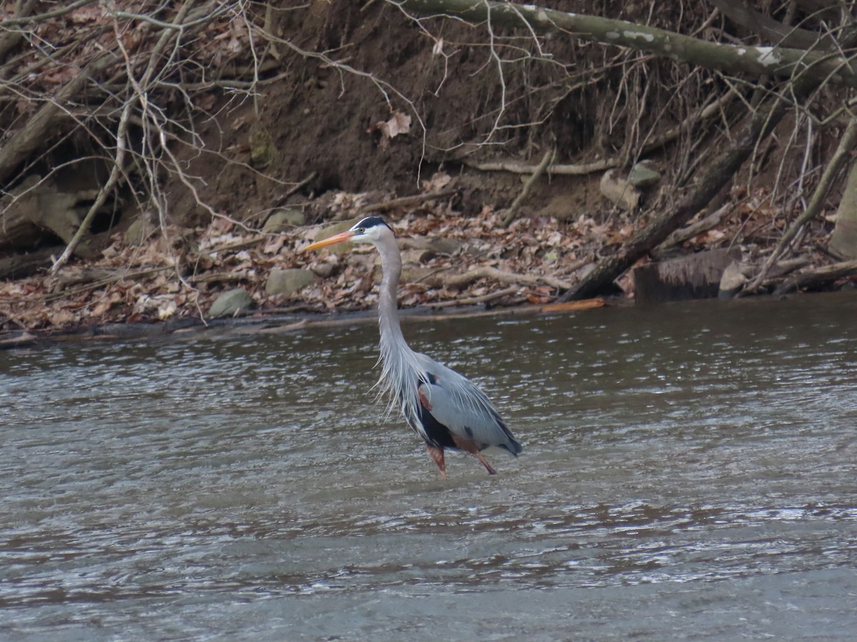 Great Blue Heron - ML646879847