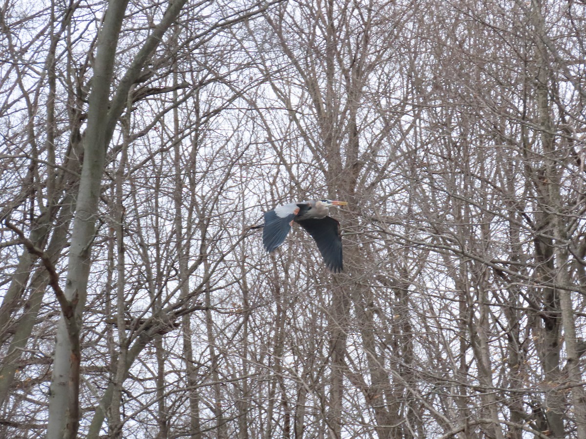 Great Blue Heron - ML646879848