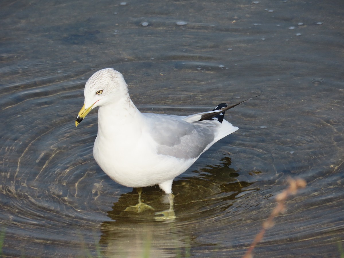 Goéland à bec cerclé - ML646879853