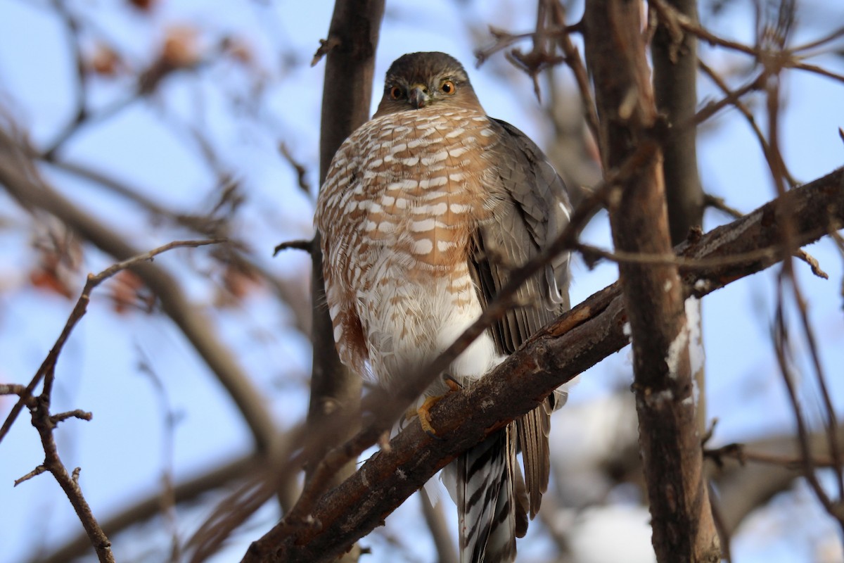 Американский перепелятник [группа velox] - ML646879854