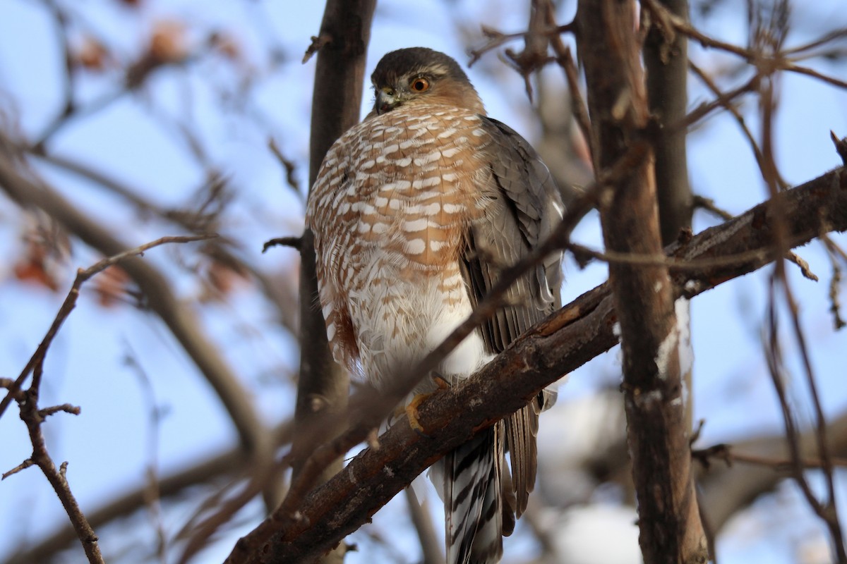 Американский перепелятник [группа velox] - ML646879855