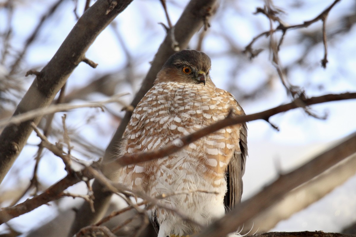 Американский перепелятник [группа velox] - ML646879856