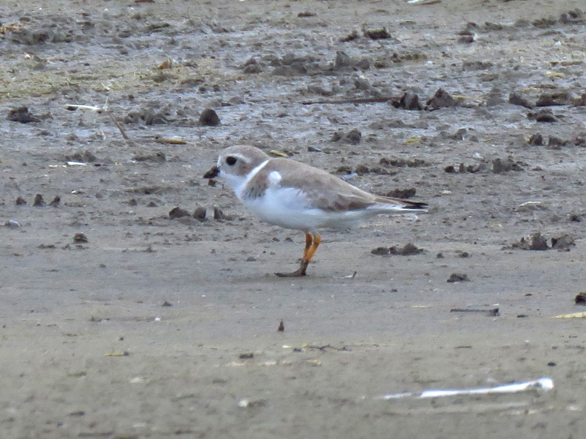 Flötenregenpfeifer - ML646879861