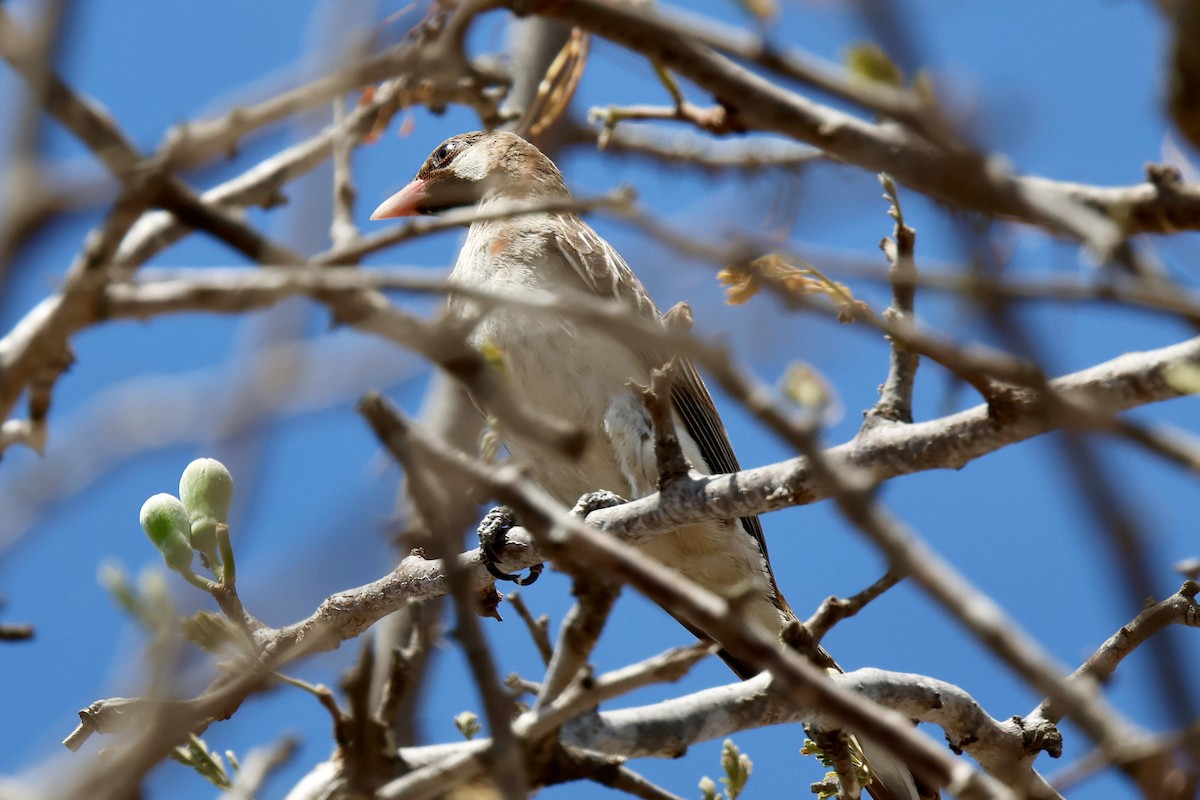 Greater Honeyguide - ML646879864