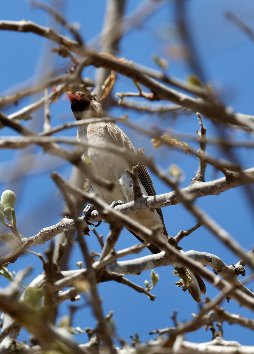 Greater Honeyguide - ML646879865