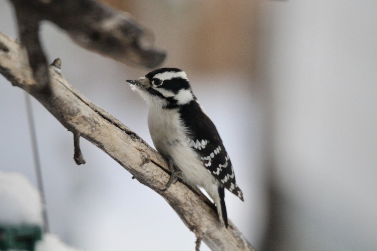 Пушистый дятел (pubescens/medianus) - ML646879867