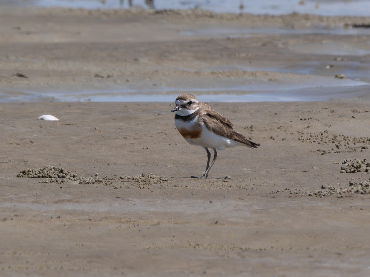 Çift Kuşaklı Cılıbıt - ML646879868