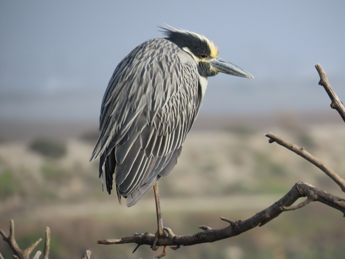 Sarı Tepeli Gece Balıkçılı - ML646879878