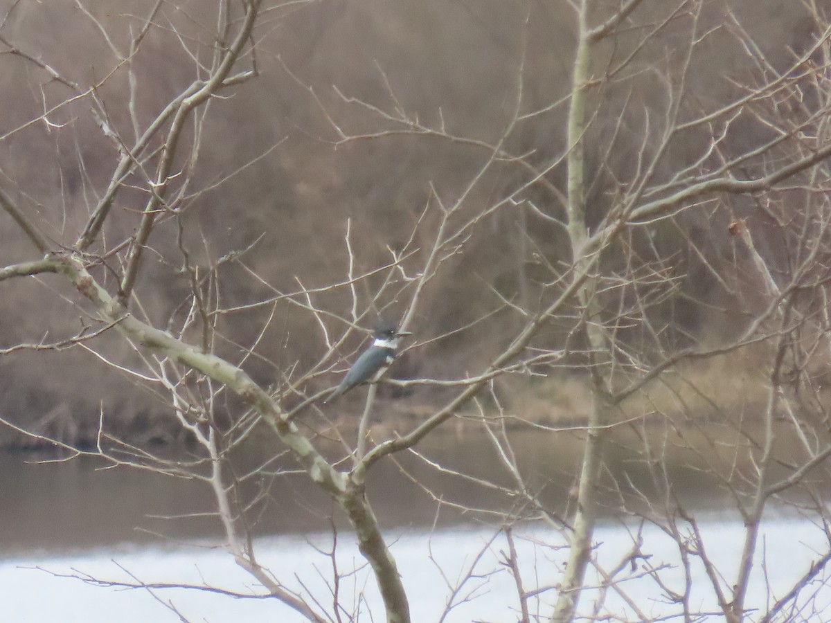 rybařík pruhoprsý - ML646879881